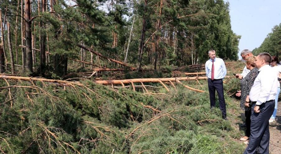 «Эти 1,5 млн кубометров древесины будут очень чётко