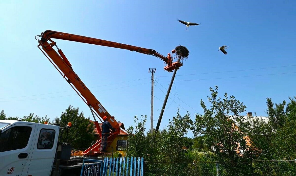 На Брестчине энергетики оборудовали новые гнёзда для аистов, пострадавших от урагана