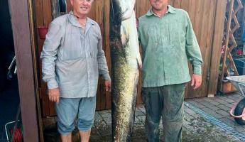 На Могилевщине рыбак поймал сома длиной 1,7 метра, а на Гомельщине — больше 2. В чем секрет?
