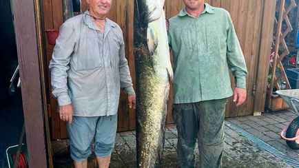 На Могилевщине рыбак поймал сома длиной 1,7 метра, а на Гомельщине — больше 2. В чем секрет?