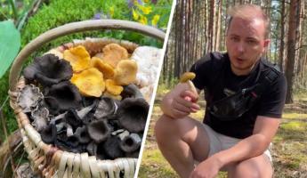 Почему белорусы не собирают «трюфель на ножке», курочки и «короля» Финляндии?  Эксперт составил топ самых недооценённых грибов, растущих в Беларуси