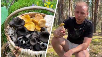 Почему белорусы не собирают «трюфель на ножке», курочки и «короля» Финляндии?  Эксперт составил топ самых недооценённых грибов, растущих в Беларуси