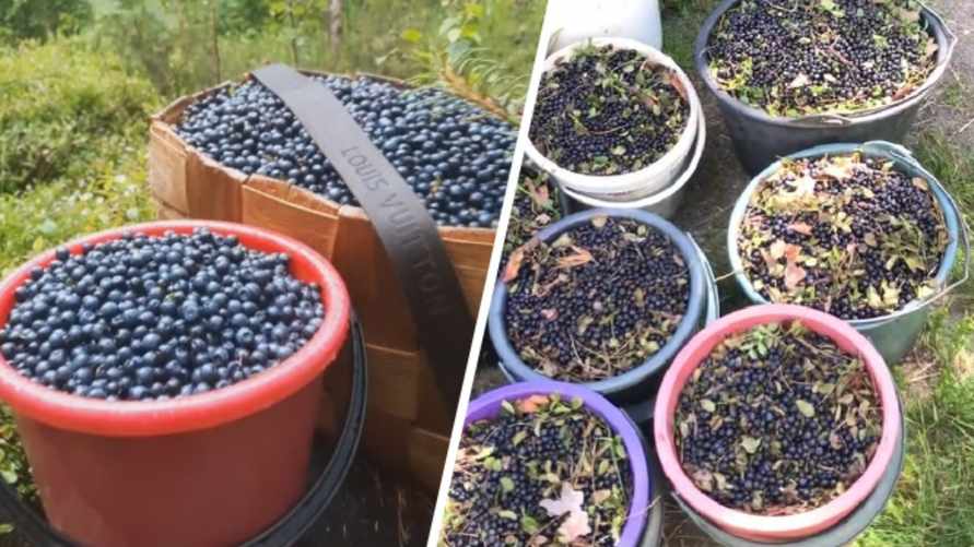 Сколько можно заработать на чернике? Белорусы озвучили цены на закупку ягоды в июле