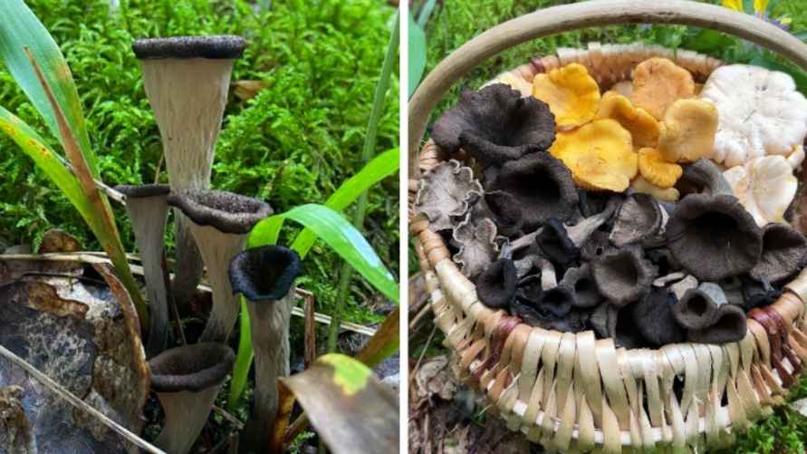 Чёрная лисичка. Фото Александра Горбацевича