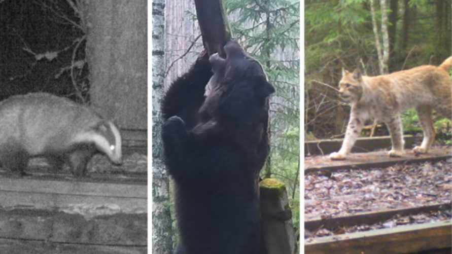 Березовский заповедник раскрыл, чем заняты барсуки в лесу. А рыси и медведи?