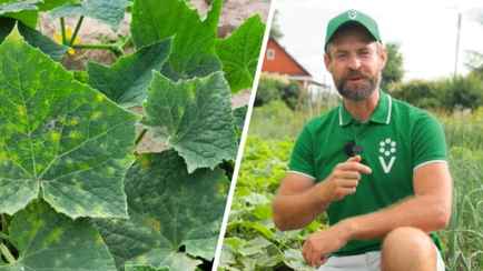 Дефицит азота, калия или болезнь? Эксперт пояснил, о чем говорит желтизна листьев на огурцах. Как помочь?