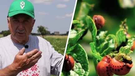 Как спасти картошку от колорадских жуков с помощью их самих? Эксперт рассказал о своём проверенном способе