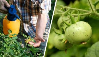 Как нельзя бороться с тлёй на помидорах? Этот популярный способ может уничтожить весь урожай