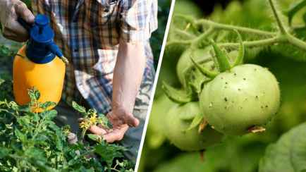 Как нельзя бороться с тлёй на помидорах? Этот популярный способ может уничтожить весь урожай