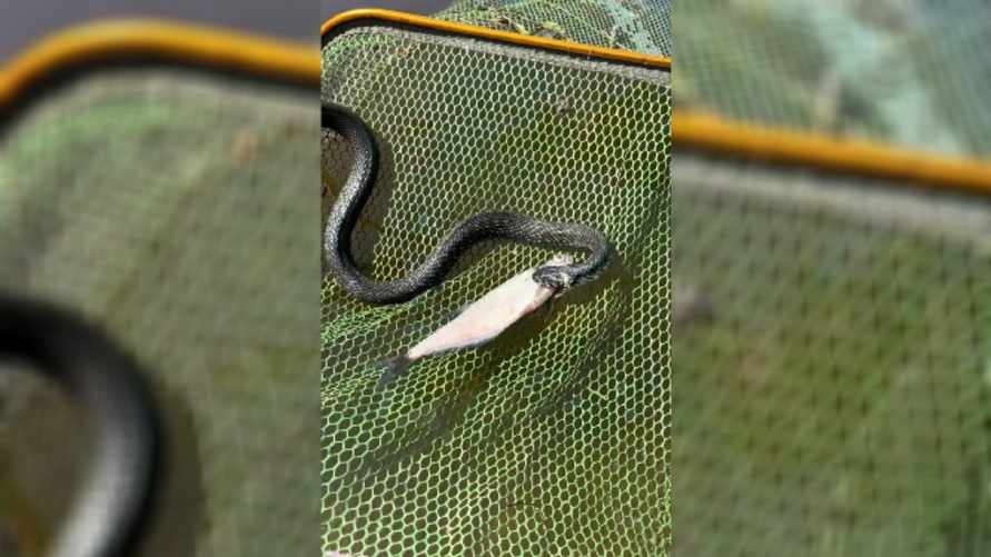 "Я бы уже умерла" - Видео, как белорус кормил ужа, набрало 1,5 млн просмотров