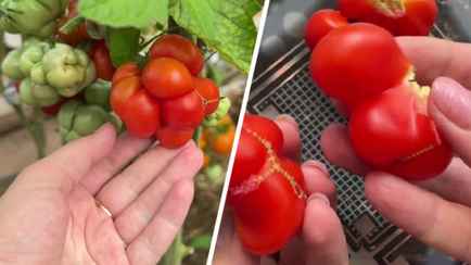 «Удобно брать с собой» — В TikTok показали помидоры «мандарины». Что за сорт?