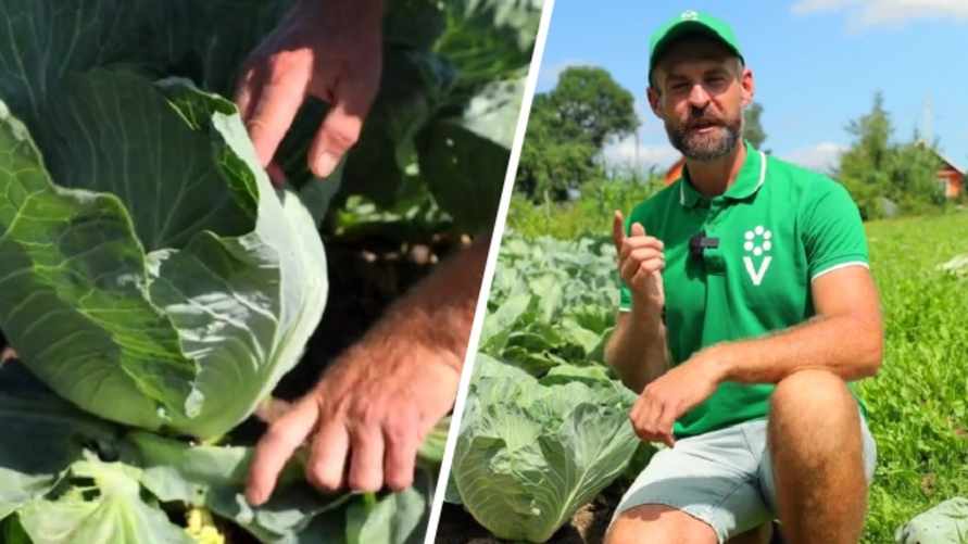 Как вырастить кочаны по 10 кило? Эксперт рассказал, что нужно делать с капустой в июле