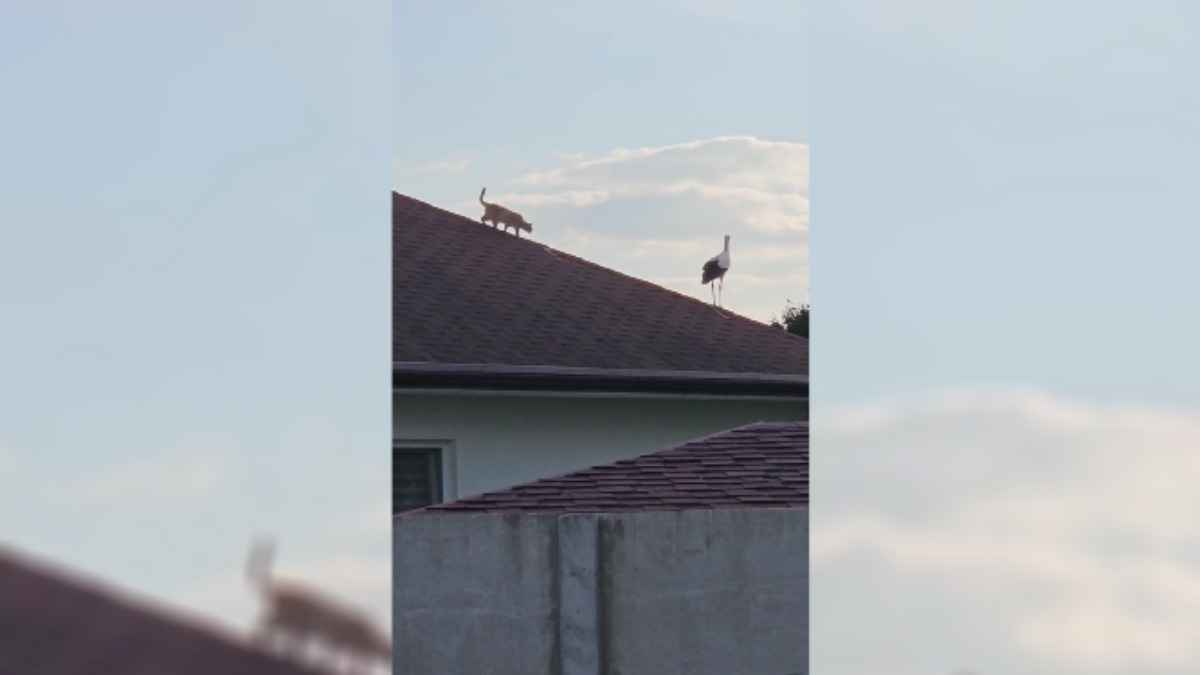 "Клюв как отбойный молоток" - В TikTok завирусилось видео с охотой кота на аиста под Брестом. Чем закончилось?