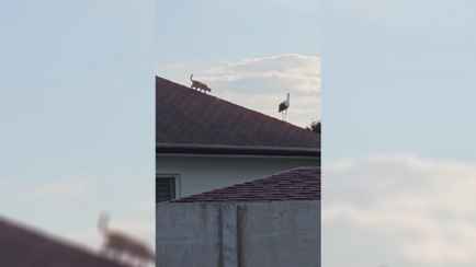 «Клюв как отбойный молоток» — В TikTok завирусилось видео с охотой кота на аиста под Брестом. Чем закончилось?