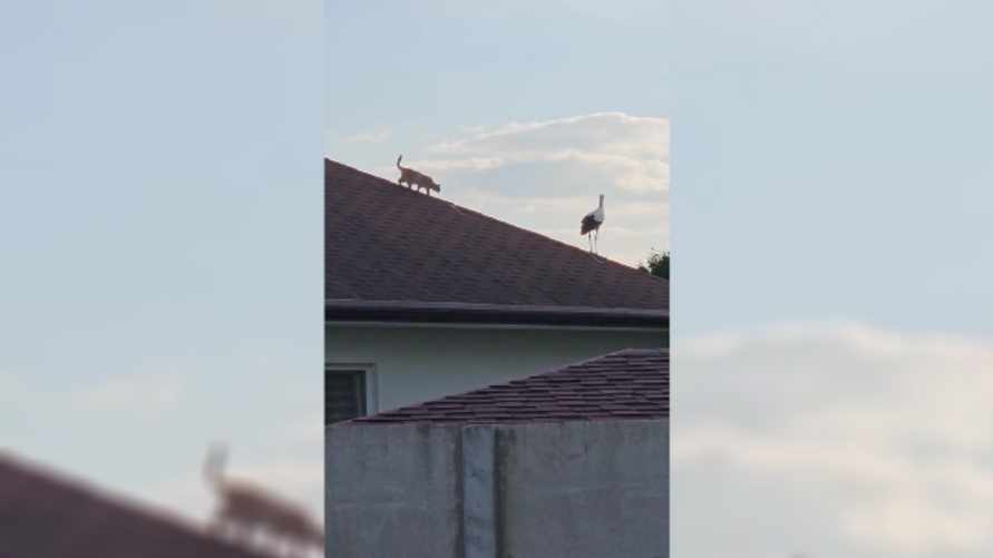 "Клюв как отбойный молоток" - В TikTok завирусилось видео с охотой кота на аиста под Брестом. Чем закончилось?
