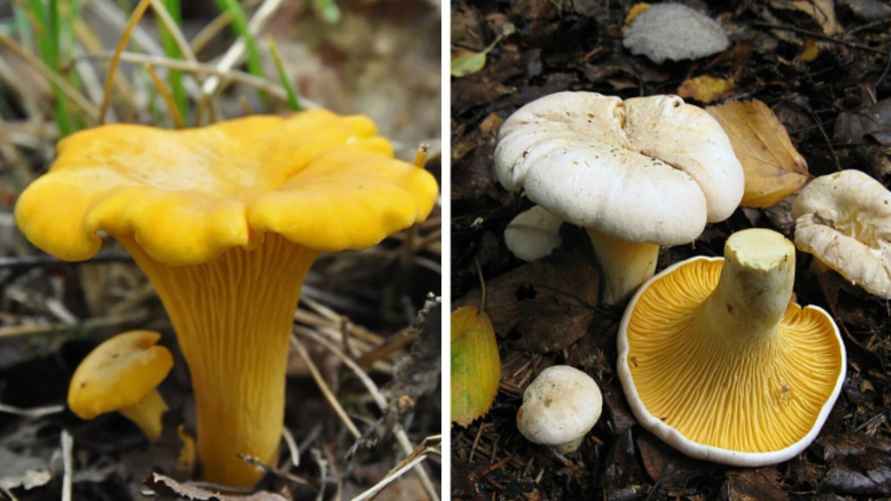 Жёлтая лисичка и её сестра - белая лисичка