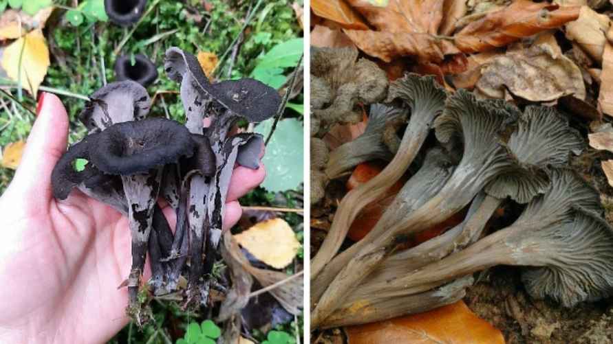 Лисичка чёрная и лисичка серая