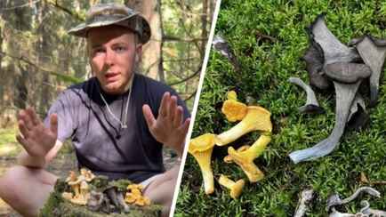 Штраф до 1200 рублей. За срыв какой из 6 видов лисичек белорусов ждёт наказание?