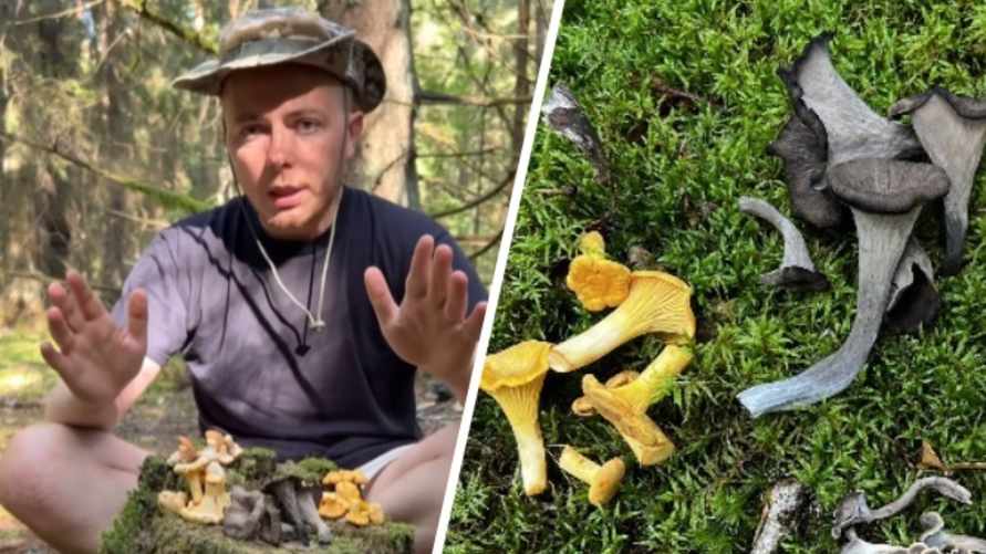 Штраф до 1200 рублей. За срыв какой из 6 видов лисичек белорусов ждёт наказание?