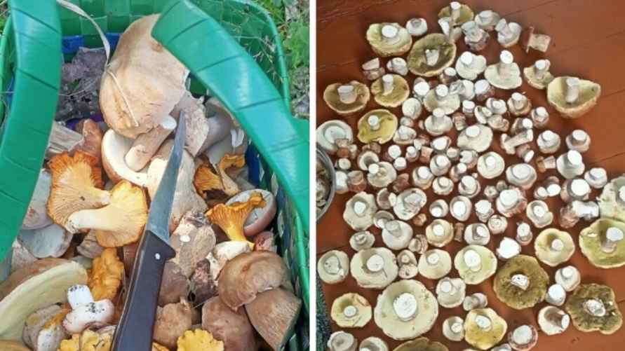 Фото Екатерины Купрацевич. "Грибные войска Беларуси"