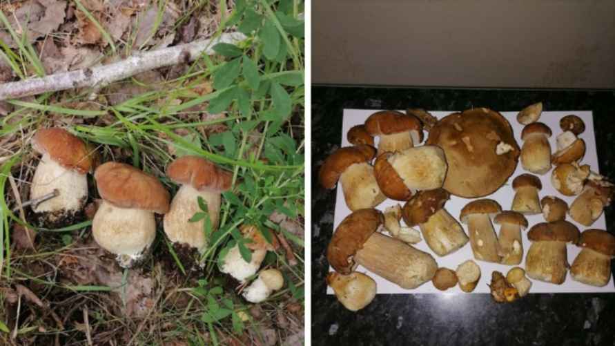 Фото Натальи Тарасевич. "Грибные войска Беларуси"