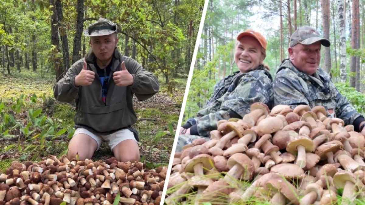 "Прогулка - 200 штук" - Белорусские грибники объявили старт волны боровиков. Где уже собирают полные корзины?