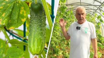Огурцы начали желтеть и засыхать? Эксперт рассказал, что нужно делать чтобы плодоносили до морозов