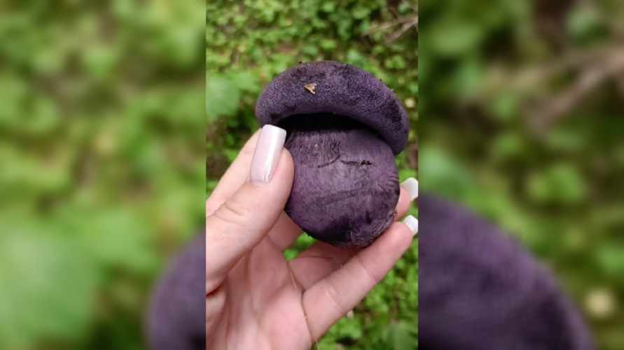 "Заколдованные грибы" - В TikTok завирусилось видео с фиолетовой находкой с "тихой охоты". Где растет в Беларуси?