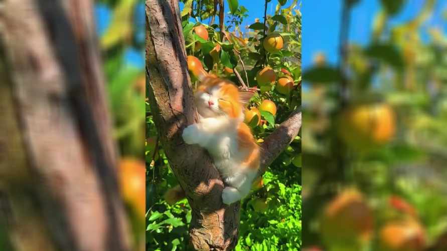 "Я передумал уничтожить весь мир" - Видео с котятами на яблоне собрало более 1,6 млн просмотров в TikTok