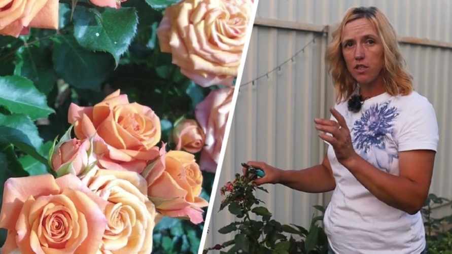 Как заставить розы цвести второй раз? Этот трюк позволит наслаждаться цветами до самых заморозков