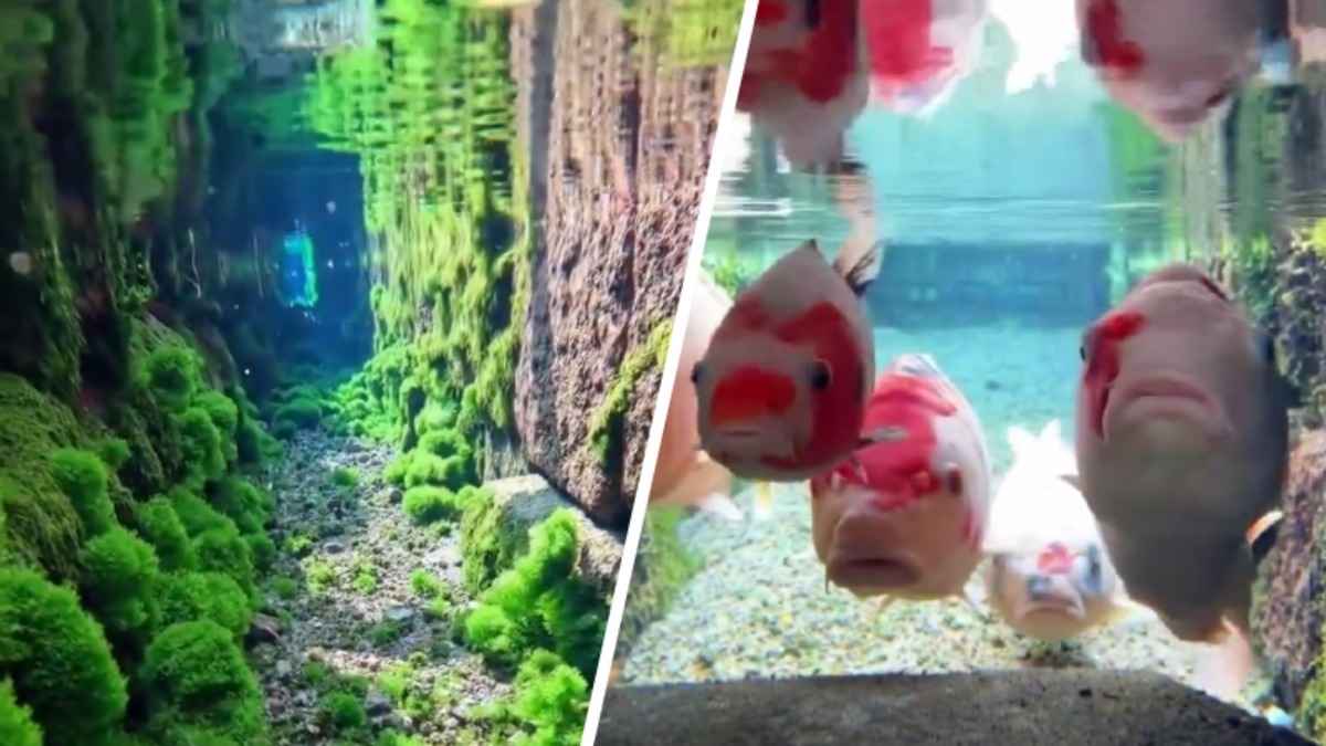 "Это какое-то другое измерение" - В соцсети Х показали, как выглядит сливной канал в Японии