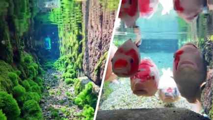 «Это какое-то другое измерение» — В соцсети Х показали, как выглядит сливной канал в Японии