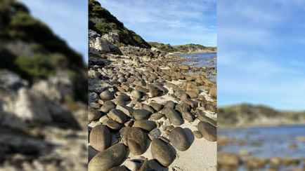 Этим собакам завидуют разведчики. Сможете ли вы отыскать их на фото?