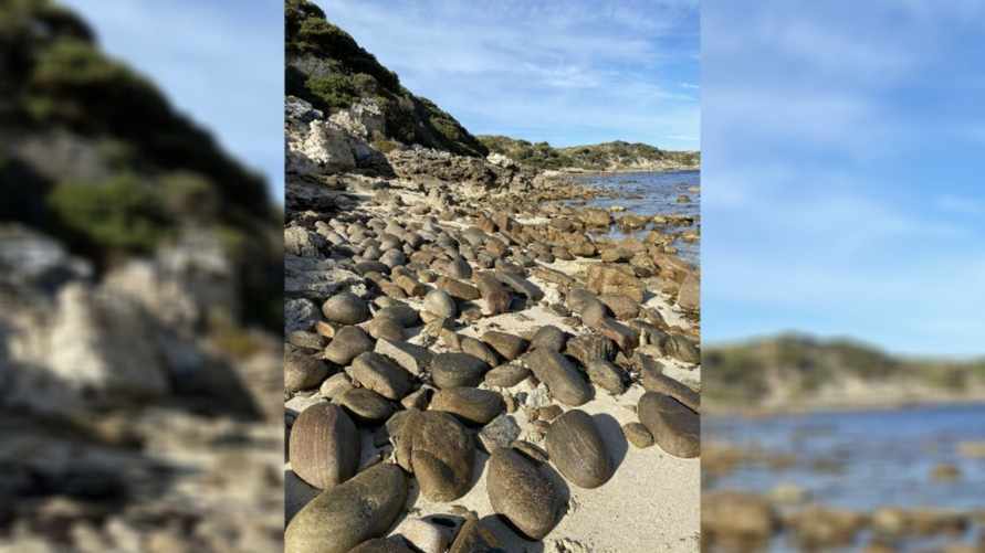 Этим собакам завидуют разведчики. Сможете ли вы отыскать их на фото?