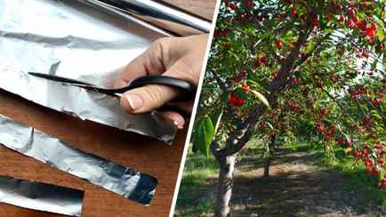 Зачем обматывать ветки фруктовых деревьев фольгой? Вот как этот неочевидный трюк поможет спасти урожай