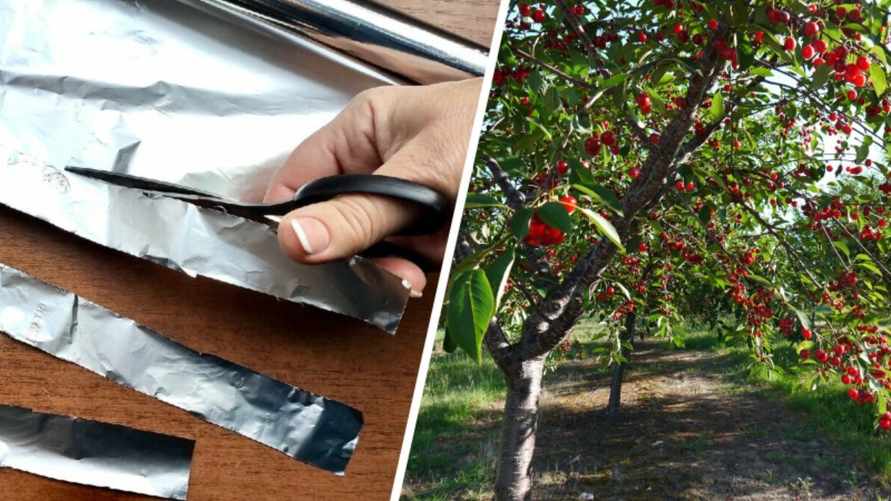Зачем обматывать ветки фруктовых деревьев фольгой? Вот как этот неочевидный трюк поможет спасти урожай