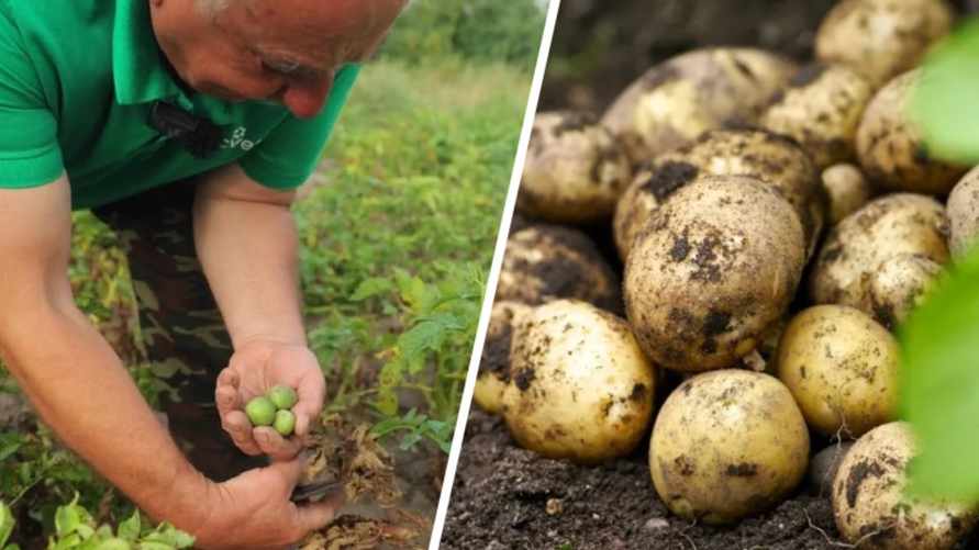 "Не спешите копать" - Эксперт рассказал, как белорусам увеличить урожай картофеля на 70%