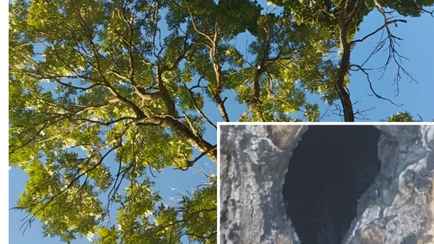 «Диво дивное» — Белорус нашёл полое изнутри дерево с пышной кроной. Что произошло?