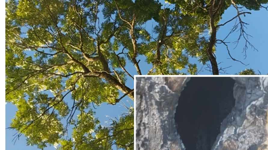 "Диво дивное" - Белорус нашёл полое изнутри дерево с пышной кроной. Что произошло?