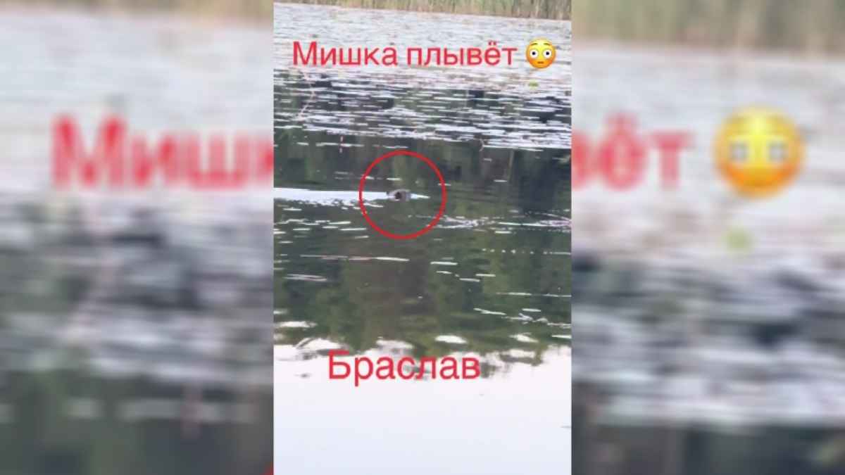 "Ни в лес сходить, ни покупаться" - На озере под Витебском заметили животное, похожее на медведя