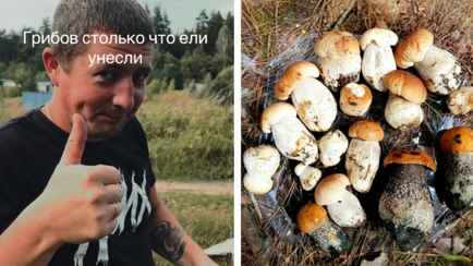 Грибники пожаловались на исчезновение грибов под Могилёвом. А где в Беларуси объявили новую волну?