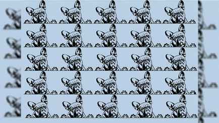 Что не так с этими бульдогами? Эту головоломку на внимательность многие не проходят и за полминуты