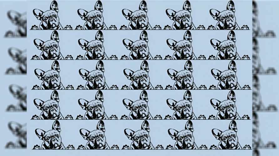 Что не так с этими бульдогами? Эту головоломку на внимательность многие не проходят и за полминуты