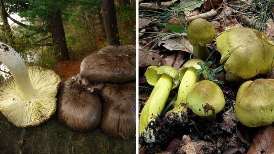 Рядовка серая и рядовка зелёная