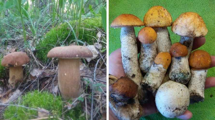 Фото: паблик ВК "Грибы: Грибные войска Беларуси"