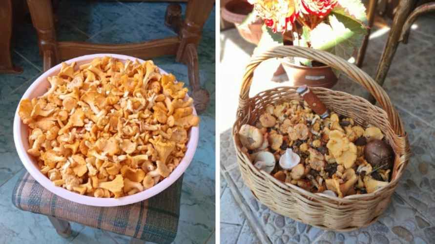 Фото: паблик ВК "Грибы: Грибные войска Беларуси"