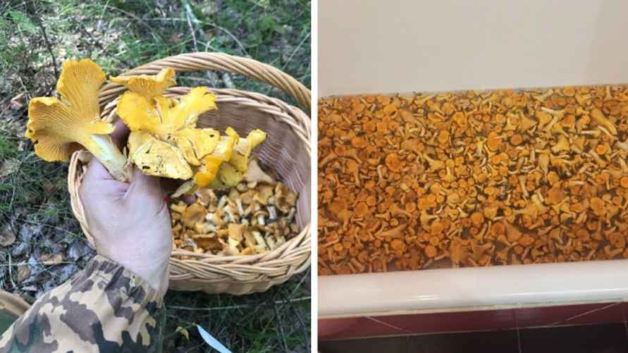 Фото: паблик ВК "Грибы: Грибные войска Беларуси"