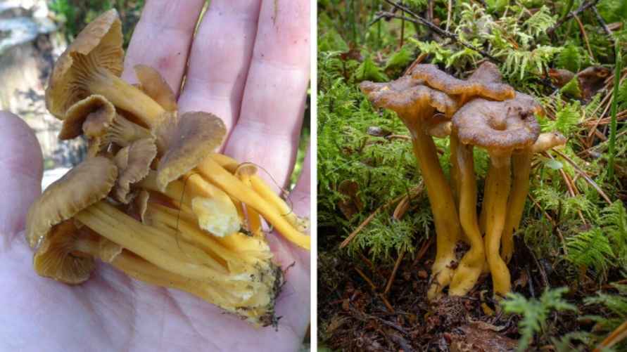 Трубчатая лисичка