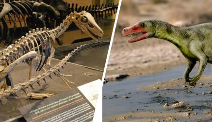 В Бразилии дождь помог найти самые древние останки динозавра. Чем важны?