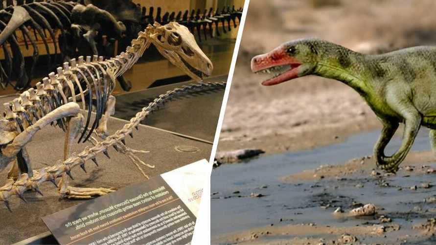 В Бразилии дождь помог найти самые древние останки динозавра. Чем важны?